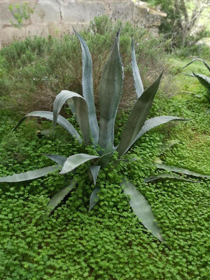 Son Vell. Mallorca. Casa Amb Piscina Ecologica. Vakantiehuis